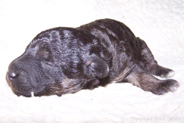 Arc-en-ciel Arlequin 20.01 (3).JPG